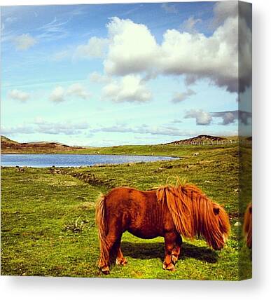 Shetland Ponies Canvas Prints