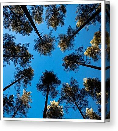 Walk In The Woods Canvas Prints