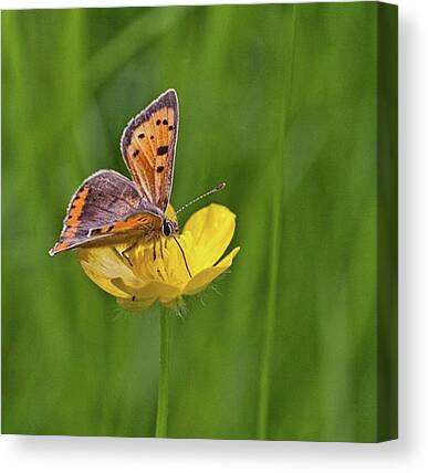 Butterflylovers Canvas Prints