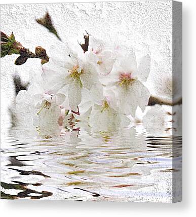 Japanese Cherry Blossom Canvas Prints
