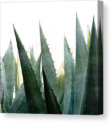 Sandiego Canvas Prints