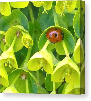 Ladybug Canvas Prints