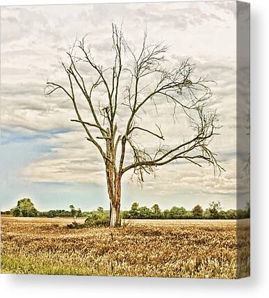 Designs Similar to Louisiana Country Roads #hdr