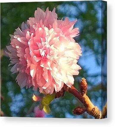 Pretty In Pink Canvas Prints