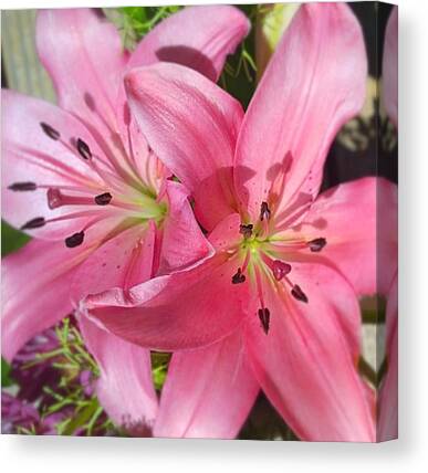 Lilly Canvas Prints