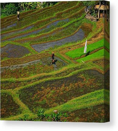 Rice Paddy Canvas Prints