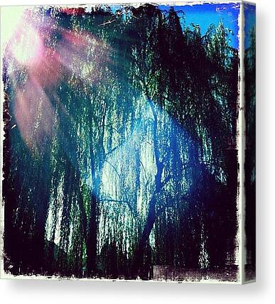 Willow Trees Canvas Prints
