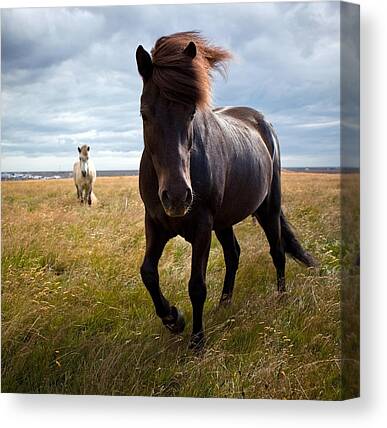 Icelandic Ponies Pony Horse Nature Poster 42X29.7cm280gsm #45386 A3