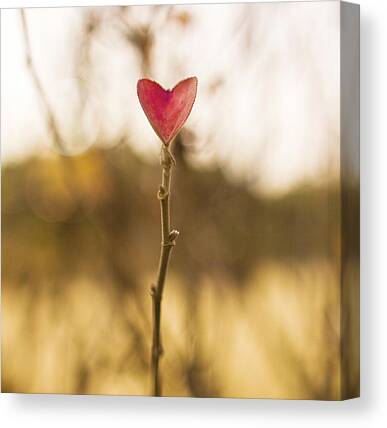 Heart-shaped Box Canvas Print / Canvas Art by Print Collector 