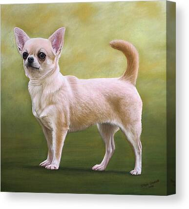 Dog Of Chihuahua Canvas Prints