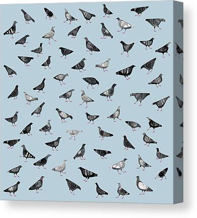 Pigeon Canvas Prints