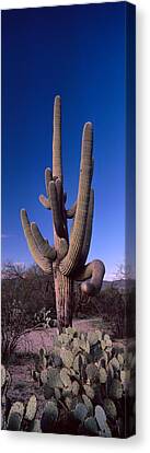 Poster Art Print Low angle view of a Saguaro cactus Home Decor