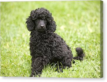 Curly Haired Dogs Canvas Prints Fine Art America