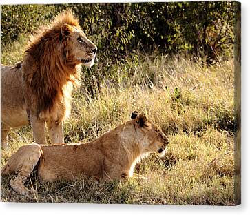 The Lion King Canvas Prints Page 14 Of 29 Fine Art America