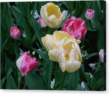 Tiptoe Through The Tulips Photograph By Carolyn Quinn