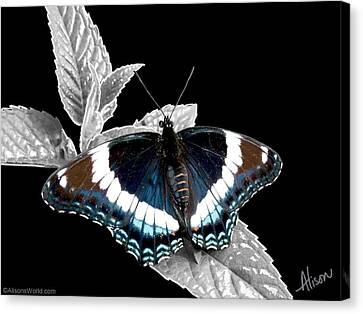 White Admiral Butterfly Canvas Prints Page 4 Of 4 Fine Art