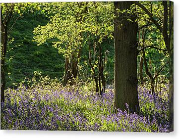 STUNNING BLUEBELL WOODS WOODLAND FOREST CANVAS PICTURE PAINTING STYLE #A403