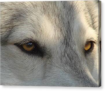 Arctic Wolf Eyes Photograph by Stormy Logan