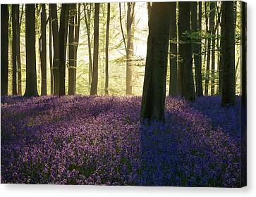 STUNNING BLUEBELL WOODS WOODLAND FOREST CANVAS PICTURE PAINTING STYLE #A403