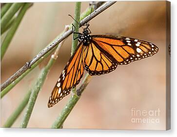 Art print POSTER CANVAS Monarch Butterflies Flutter From Forest