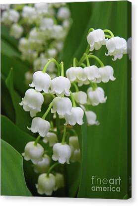 Posters & Prints Poster C Wall Art Home Decor Beautiful Lily-Of ...