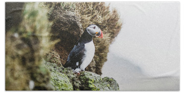 Puffin Island Hand Towels