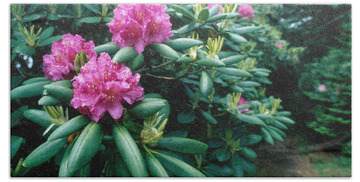 Rhododendron Catawbiense Hand Towels