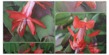 Designs Similar to Christmas Cactus Collage