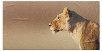 Designs Similar to Lioness portrait