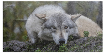 Alaskan Timber Wolf Hand Towels