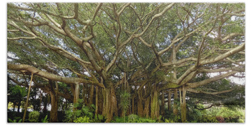Designs Similar to Banyan Tree