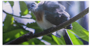 Crested Coua Bath Towels