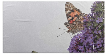 Designs Similar to Painted Lady (vanessa Cardui)