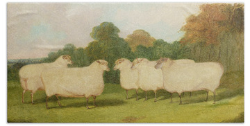 Flock Of Sheep Bath Towels