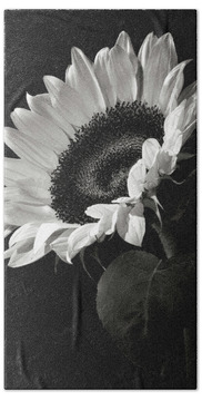 Black And White Sunflower Hand Towels