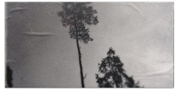 Designs Similar to Trees black and white wetplate