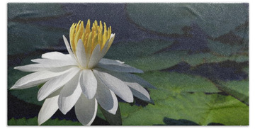 Designs Similar to White Night Blooming Water Lily