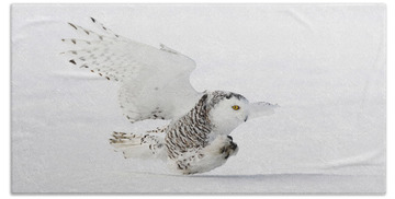 Designs Similar to Snowy Owl #15 by James Zipp