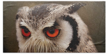 Small Owl Portrait Hand Towels