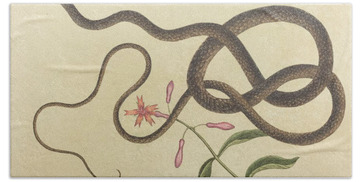 Whip Snake Hand Towels
