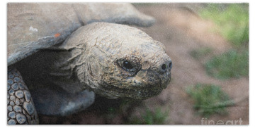 Galapagos Tortoise Bath Towels