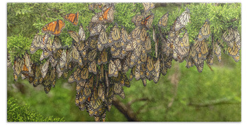 Monarch Butterfly Migration Bath Towels