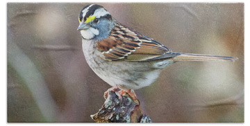 White Throated Sparrow Bath Towels