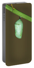 Designs Similar to Monarch Butterfly Chrysalis #1