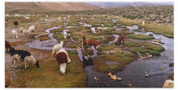 Llama Beach Towels