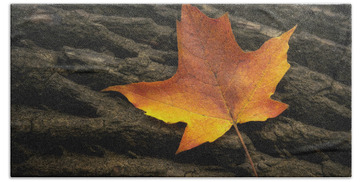 Designs Similar to Maple Leaf by Scott Norris