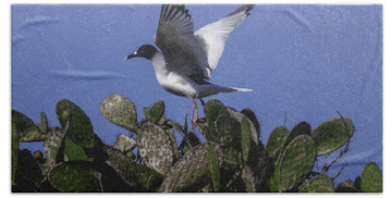 Swallow-tailed Gull Beach Towels
