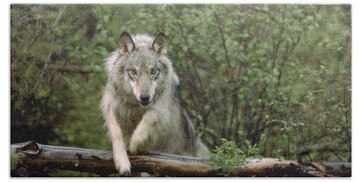 Designs Similar to Timber Wolf Canis Lupus Leaping