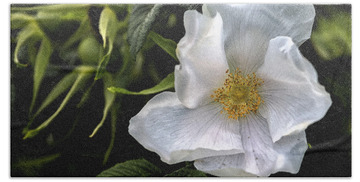 Designs Similar to White Rose by Belinda Greb
