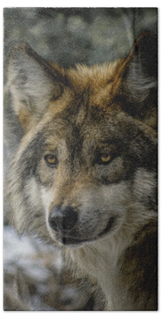 Mexican Grey Wolf Beach Towels